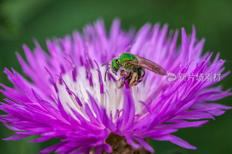 Agapostemon (Halictidae)。矢车菊属。